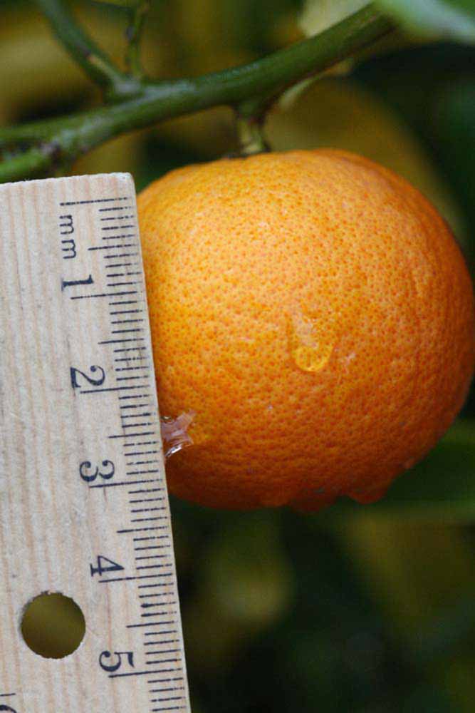              Fruit of  Citrus reshni      x    Poncirus trifoliata         (X639 [citrandarin], Riverside,   CA)       